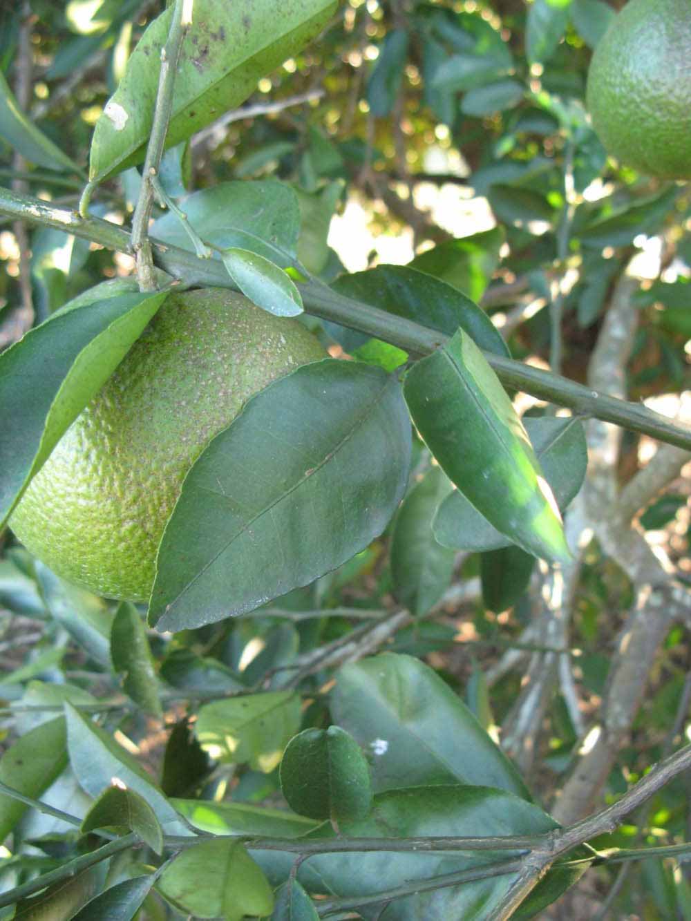            Shade leaves (Winter Haven, FL)   